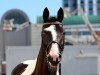 broodmare Soel'rings Comtessa Piccolina (Pinto / Small Riding Horse, 2006, from Mangold)