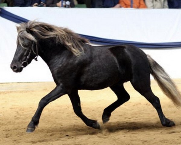 stallion Jolly Jumper vom Talhof (German Classic Pony, 2005, from Jim vom Talhof)