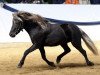 stallion Jolly Jumper vom Talhof (German Classic Pony, 2005, from Jim vom Talhof)