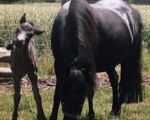 Zuchtstute Mia800 (Welsh Mountain Pony (Sek.A), 1988)