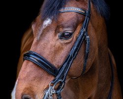 dressage horse Froschkönig 10 (Rhinelander, 2012, from Feedback 16)