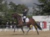 dressage horse Mia La Rouge OLD (Oldenburg, 2016, from Foundation 2)