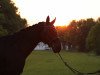 dressage horse Rockefeller 77 (Hanoverian, 2004, from Rosentau)