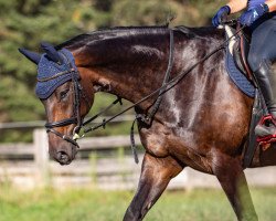 dressage horse Dark Flavour (Hanoverian, 2013, from Don Index)