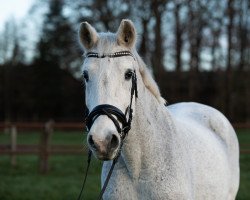 broodmare Wolga (Hanoverian, 1991, from Watussi)