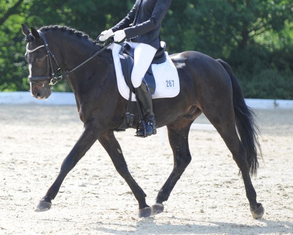 dressage horse Danny Boy 16 (German Riding Pony, 1996, from Davis Cup)