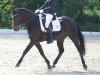 dressage horse Danny Boy 16 (German Riding Pony, 1996, from Davis Cup)