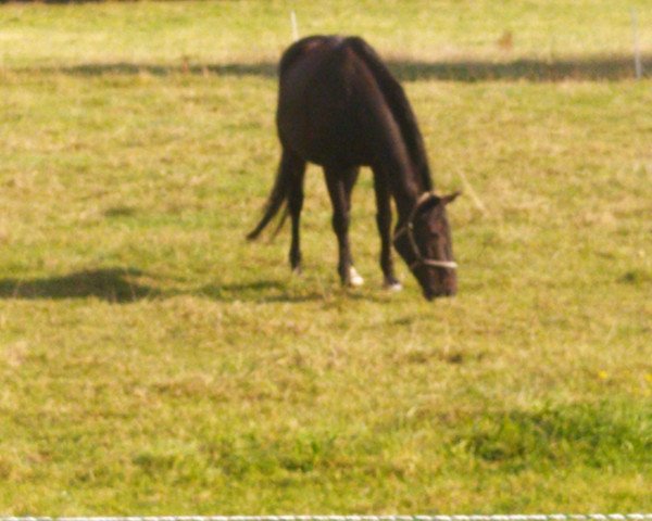 broodmare Cheramie (Hanoverian, 2000, from Compliment)