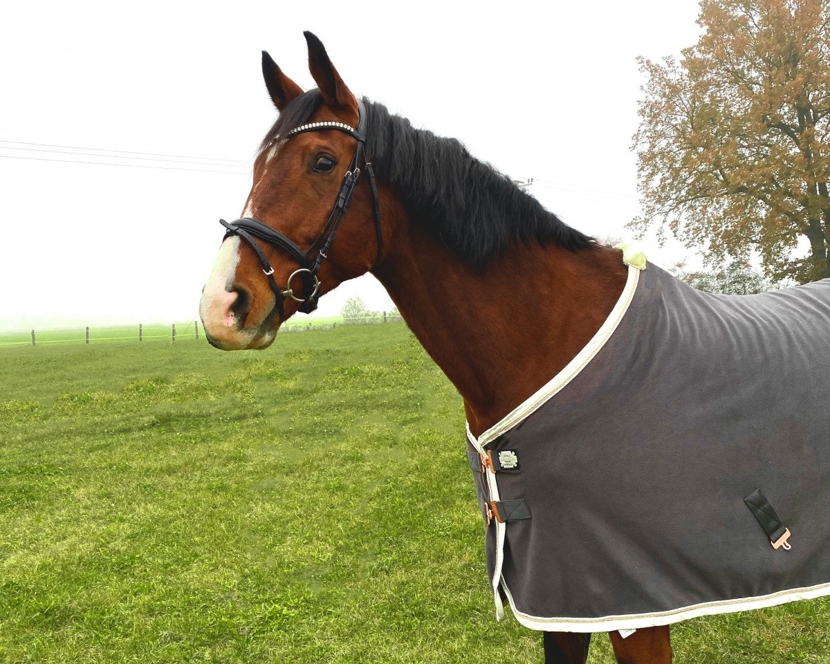 dressage horse Prinz Regent 8 (German Sport Horse, 2006, from Regent)