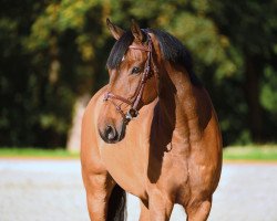 Springpferd Lavandos (Holsteiner, 2006, von Landos)