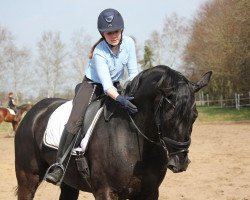 dressage horse Dassavi (Hanoverian, 2006, from Don Frederico)