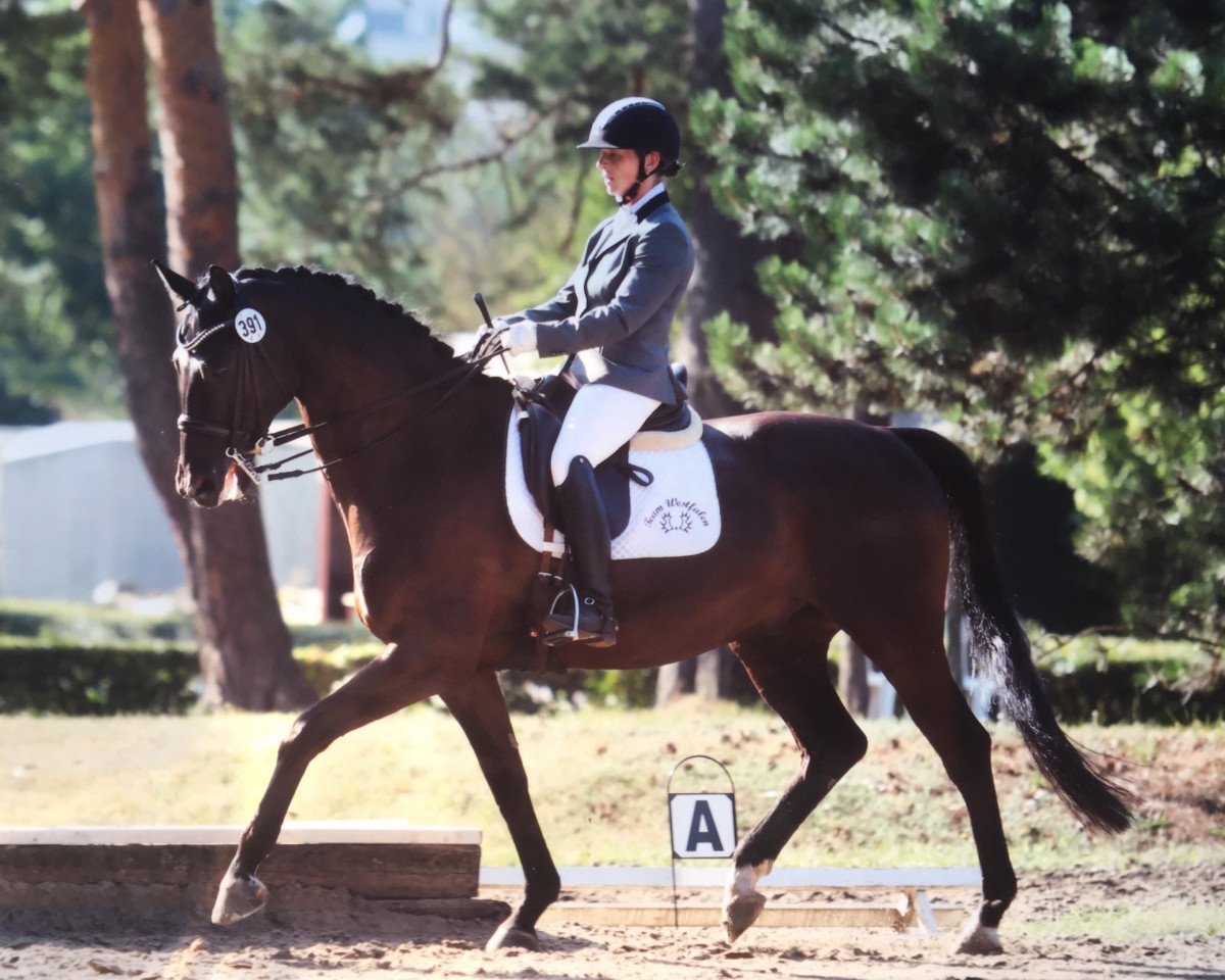 dressage horse Rosilas Wrt (Trakehner, 2008, from Hofrat)