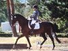 dressage horse Rosilas Wrt (Trakehner, 2008, from Hofrat)