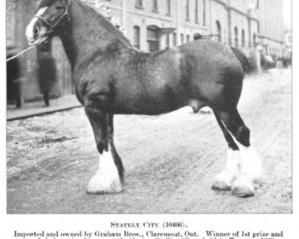 Deckhengst Stately City (Clydesdale,  , von Prince Romeo)