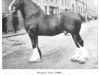 stallion Stately City (Clydesdale,  , from Prince Romeo)