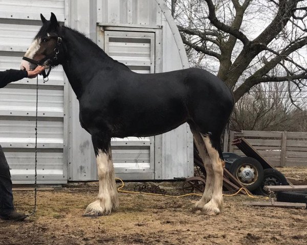 horse Shady Maple Mandy (Clydesdale, 2013, from Dew Ridge Patrick of Time)