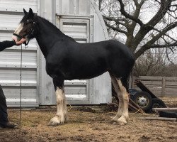 Pferd Shady Maple Mandy (Clydesdale, 2013, von Dew Ridge Patrick of Time)