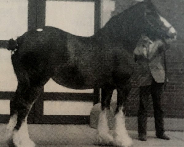 Zuchtstute Shadow Valley Prancie (Clydesdale, 1976, von Heather's Prince Charming)