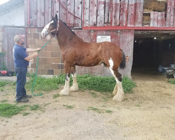 Pferd SF Sonia's Valerie (Clydesdale, 2016, von Millisle Dominator)