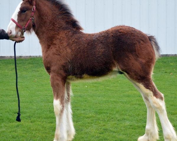 horse Brookside Zorro (Clydesdale, 2016, from Irish Thunder's Celtic Dawson)