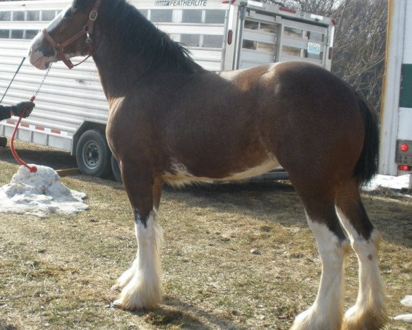 broodmare SF Gus's Zona (Clydesdale, 2008, from ADKS Gus)