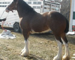 Zuchtstute SF Gus's Zona (Clydesdale, 2008, von ADKS Gus)