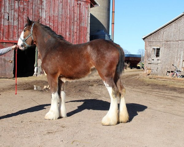 Pferd SF Xena's Venus (Clydesdale, 2016, von Millisle Dominator)