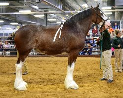 Zuchtstute SF Collette's Xena (Clydesdale, 2010, von ADKS Gus)