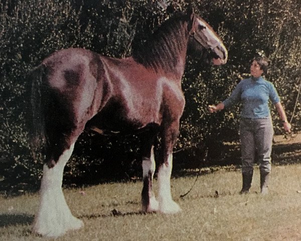 broodmare Sensation's Early Dawn (Clydesdale, 1978, from Majestic Ideal Scotty)