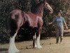 Zuchtstute Sensation's Early Dawn (Clydesdale, 1978, von Majestic Ideal Scotty)