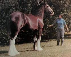 broodmare Sensation's Early Dawn (Clydesdale, 1978, from Majestic Ideal Scotty)