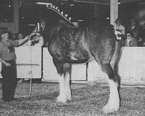 stallion Scott Benefactor (Clydesdale, 1985, from Doura King Scott)