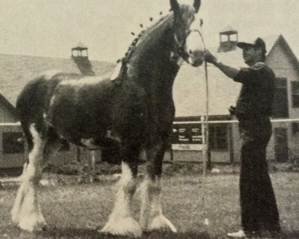 stallion Scotstoun's Excelsior (Clydesdale, 1981, from Ridgedale Scottie Supreme)