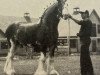 stallion Scotstoun's Excelsior (Clydesdale, 1981, from Ridgedale Scottie Supreme)