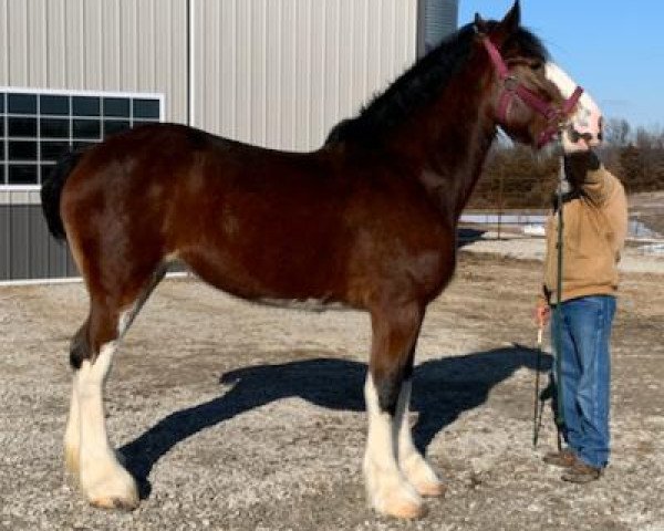 Pferd Scot's Tartan Jewel (Clydesdale, 2016, von Glencoe Jordon)