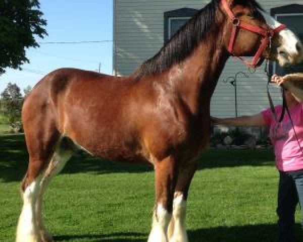 Pferd Scotchline Buddy (Clydesdale, 2009, von Sprucewood Roxi's Silver)