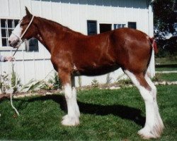 Zuchtstute Schwartzdale Mayflower Madam (Clydesdale, 1999, von Greendykes Intrepid)