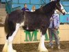 broodmare Schwartdale Pushinupdaisy (Clydesdale, 2000, from Greendykes Intrepid)