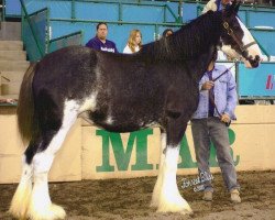 broodmare Schwartdale Pushinupdaisy (Clydesdale, 2000, from Greendykes Intrepid)