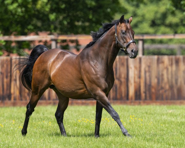 stallion Kingman xx (Thoroughbred, 2011, from Invincible Spirit xx)