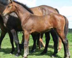 Springpferd Queen Erna (Holsteiner, 2010, von Caretino)