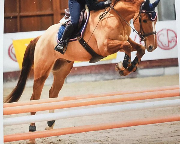 jumper Vidocq d' Elifine Z (Zangersheide riding horse, 2015, from Vigo d'Arsouilles)