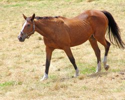 broodmare Iris (KWPN (Royal Dutch Sporthorse), 1990, from Pachat II)