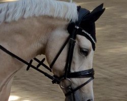 dressage horse Cuteness de Luxe (German Riding Pony, 2016, from FS Chambertin)