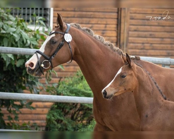 Zuchtstute Mabani (Trakehner, 2011, von Marek AA)