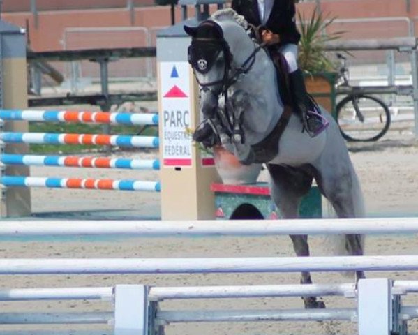jumper Shutterfly de L'Ourcq (French Pony, 2006, from Ice And Fire D’albran)