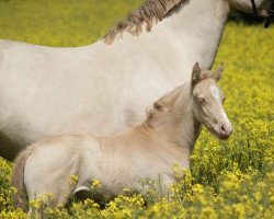 dressage horse Great like me P (German Riding Pony, 2020, from Golden Grey NRW)