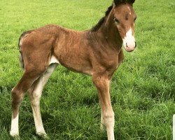 dressage horse Exclusiva (Hanoverian, 2019, from El Corazon)