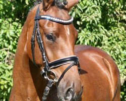 dressage horse Dona Celena (German Riding Pony, 2017, from Can Dance 3)