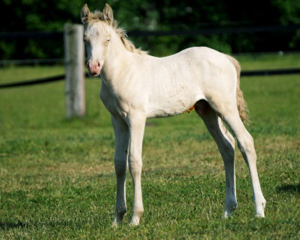 stallion Gold Design (German Riding Pony, 2020, from Golden Grey NRW)